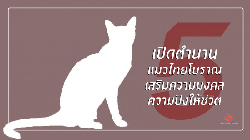 เปิดตำนาน 5 แมวไทยโบราณ เสริมความมงคล ความปังให้ชีวิต