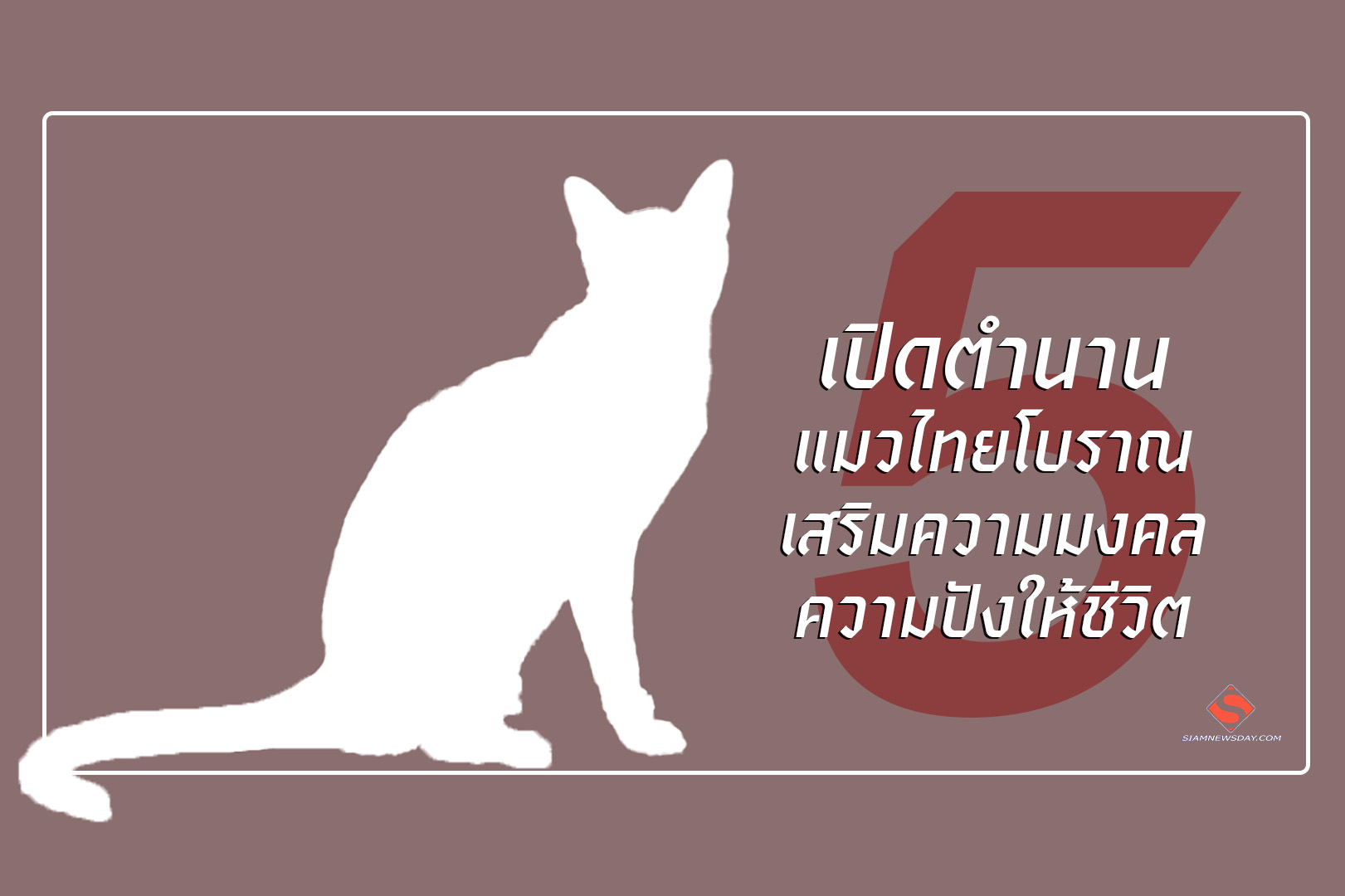 เปิดตำนาน 5 แมวไทยโบราณ เสริมความมงคล ความปังให้ชีวิต